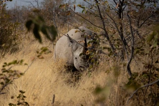 safari-only